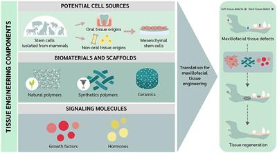 Trends of regenerative tissue engineering for oral and maxillofacial reconstruction in veterinary medicine